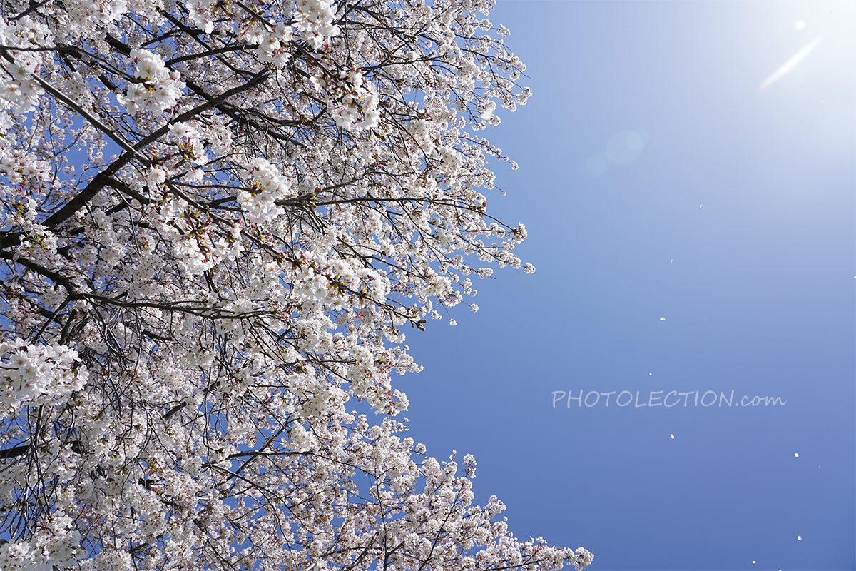 夢を「叶」える花見酒